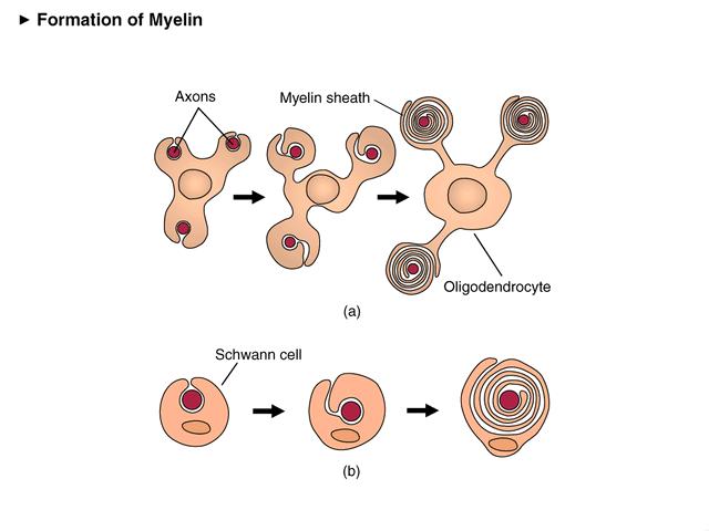 fibers - the Shvann cell surrounds the axial