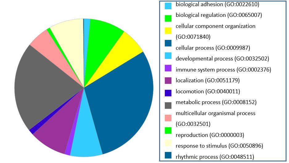 Figure 3: Pie chart depicting the percentage distribution of biological process-related GO IDs over-represented in Homo sapiens-specific target genes.