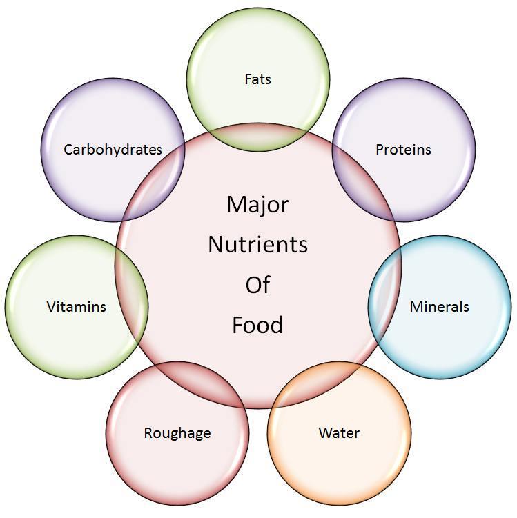 1. Food and health Rated by a holistic approach to nutrition