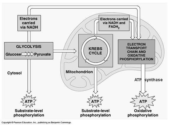 Cellular Respiration Electron Transport Chain NADH from glycolysis and the citric acid cycle deliver hydrogen atoms and electrons to carrier proteins in the cristae of the mitochondria Each carrier