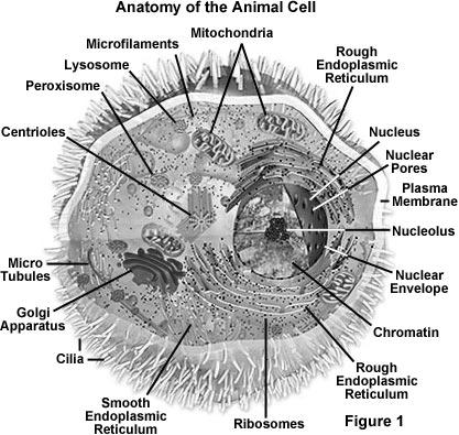 Cells Eukaryotic Cell All types of cells contain cytoplasm a semifluid (gel-like) medium that contains water, proteins and other molecules suspended or dissolved into it Organelles the structures