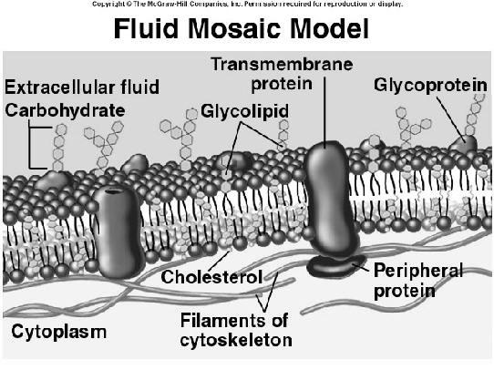 Plasma Membrane Plasma Membrane Cholesterol lends support to the membrane Glycoproteins and glycolipids short chains of sugars