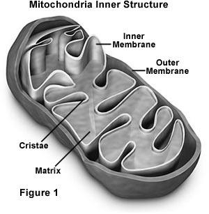 Mitochondria Convert the chemical energy of glucose into the chemical energy of ATP through cellular respiration Use up O 2 and give off CO 2 Cristae folds of the inner membrane ATP production occurs