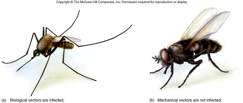 A mosquito is a biological vector and the common house fly