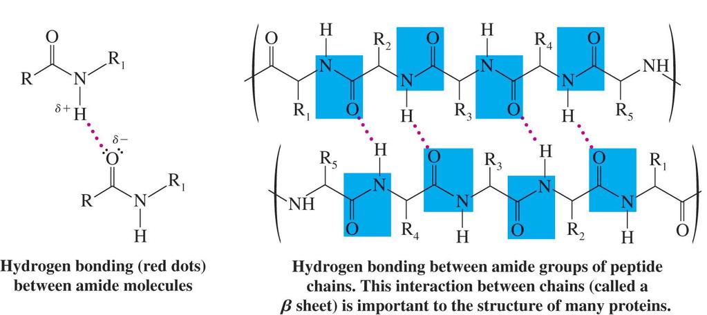 Hydrogen bonding between amides in proteins and peptides is an important factor in determining their 3-dimensional shape Nitriles Acyclic nitriles are