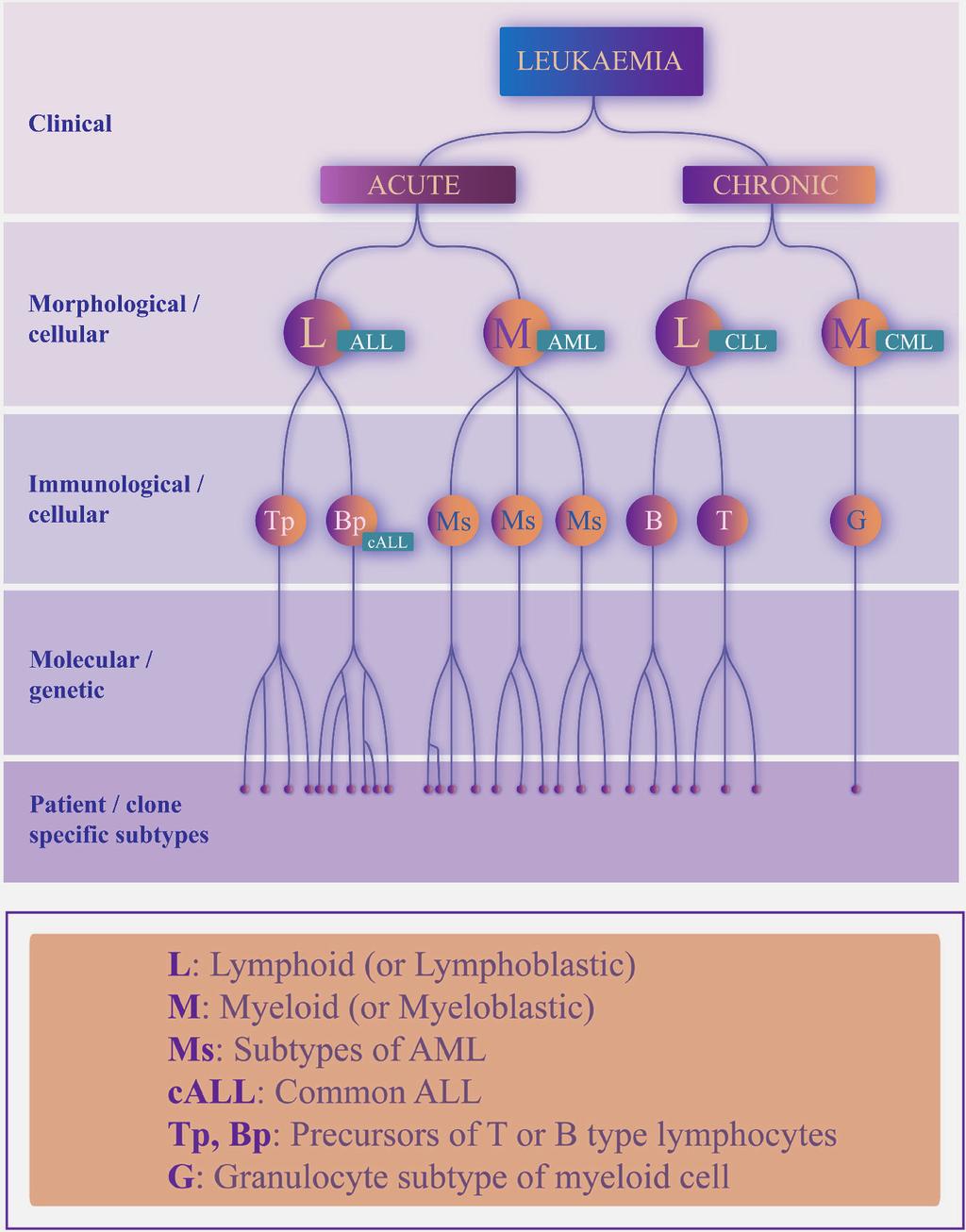 Introduction to Childhood Leukaemia 7 Fig. 3. Hierarchical classification of leukaemia.