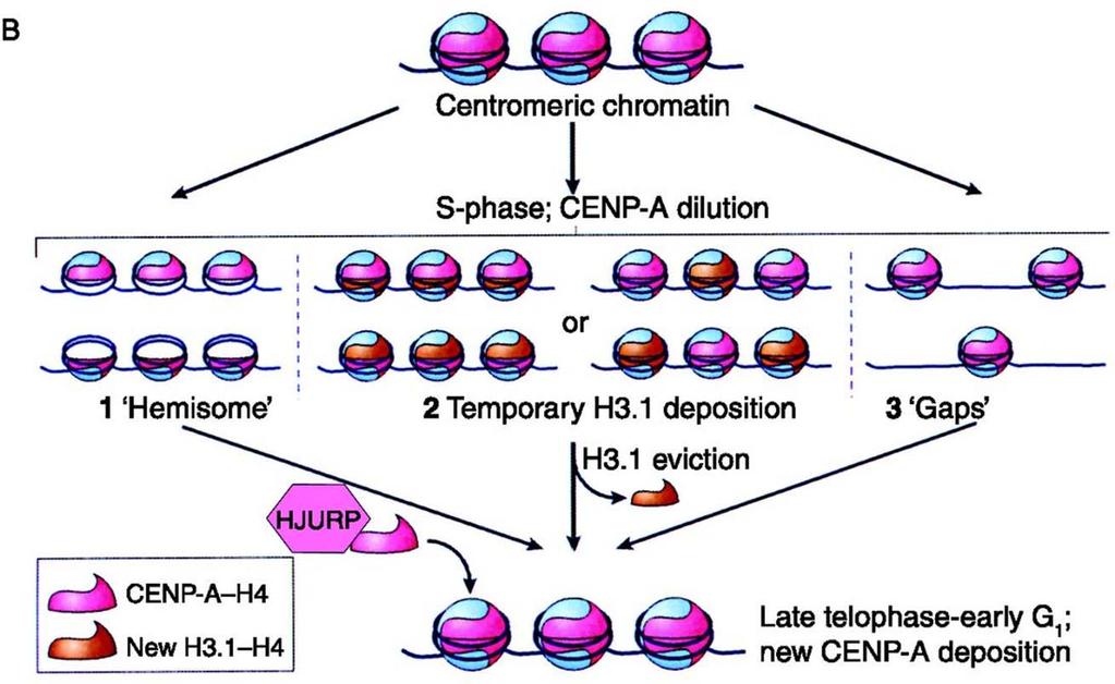 CENP-A organizes centromeric chromatin 1) Timing of incorporation is species specific 2) Lower evolutionary conservation
