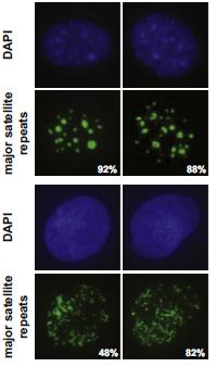 H3K9 methylation is required for heterochromatin formation 1) Pericentric heterochromatin 2) Long interspersed repetitive