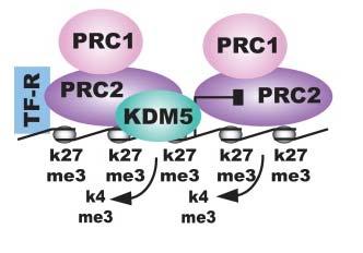 H3K27me3 is required for facultative gene silencing 1) H3K27me3 anti-correlates with DNA methylation and found at CpG containing promoters 2) H3K27me3 is found at the promoters of genes regulating