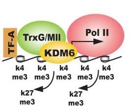 Functions of H3K4me3 1) H3K4me3 is found at CpG containing promoters independent from their transcriptional
