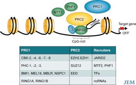 Recruitment of PRC2/Trx complexes to the target genes 1) In