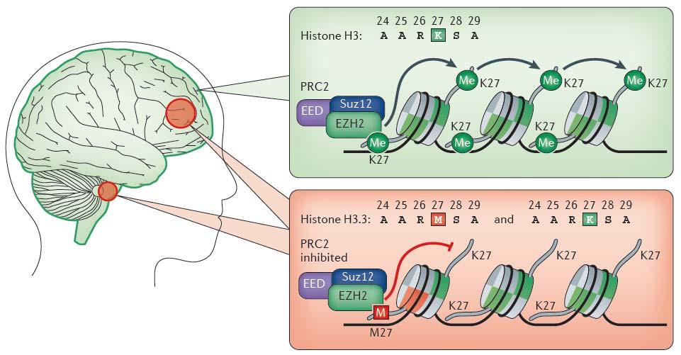 Histone mutations in cancer H3.