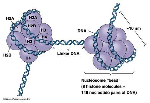 Nucleosome is a primary unit of chromatin 1) Histones are the major protein complexes of chromatin 2) They are small (100-140 aa) and positively charged 3) Histone