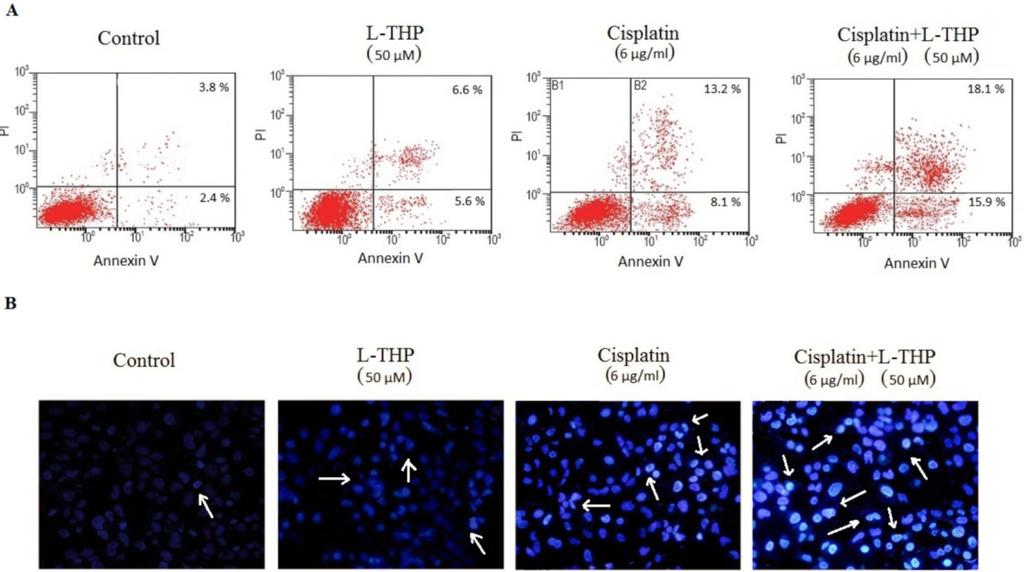 L-THP increases the sensitivity of ovarian cancer cells towards cisplatin A non-cytotoxic concentration of L-THP (50 µm) which would exert minimal effect on cell growth was chosen for the