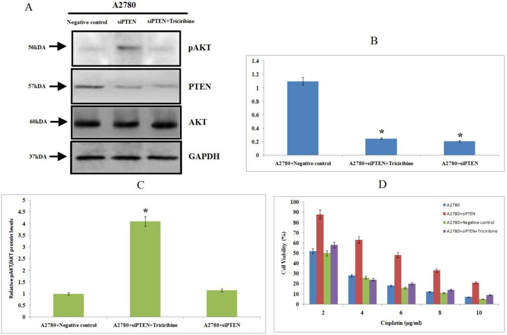 C,D: The western blot suggested PTEN protein levels decreased after overexpression of mir-93 (*p<0.05 compared to negative control). Figure 6.
