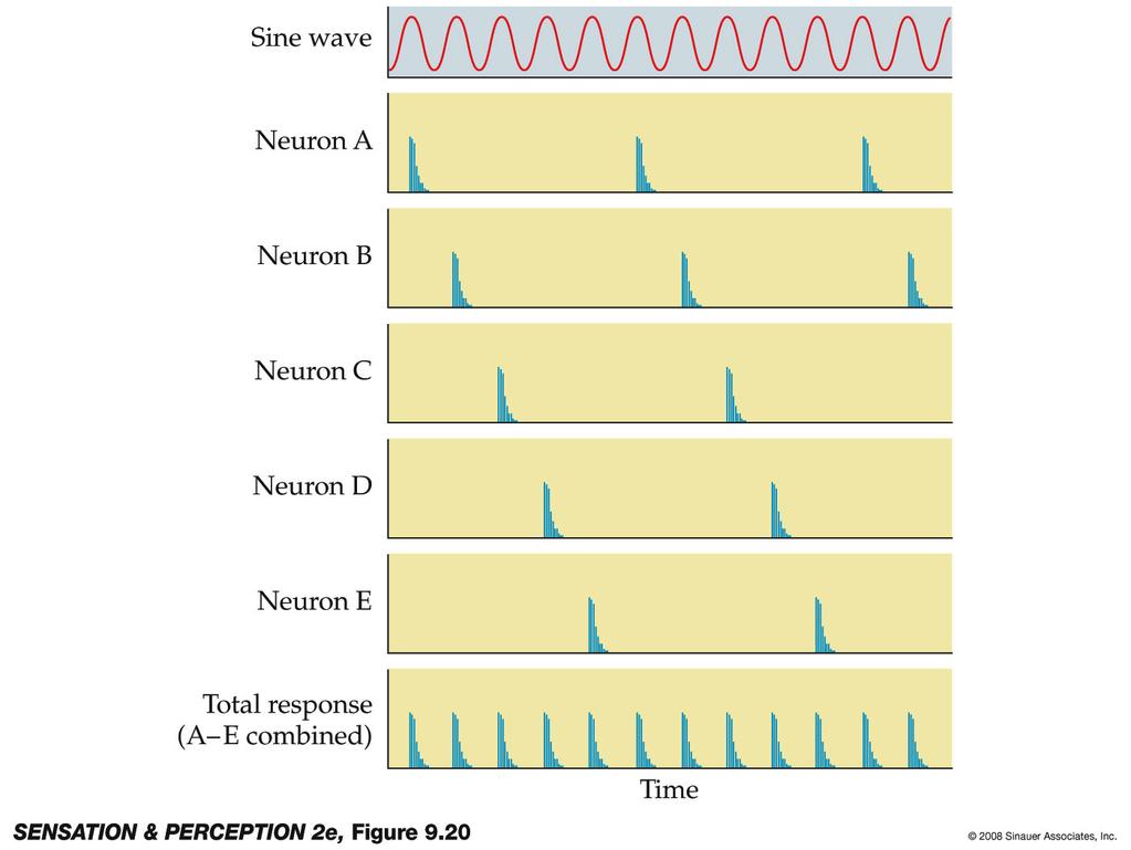 The volley principle: idea that multiple neurons can provide a temporal code for frequency by working