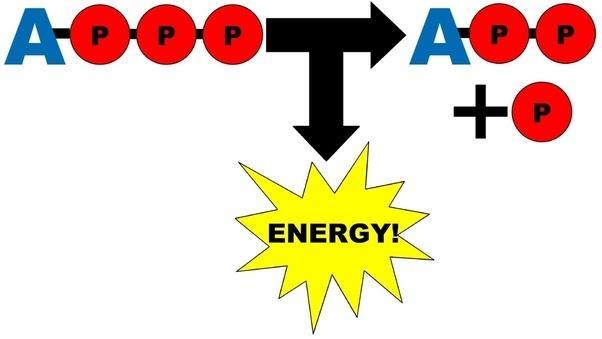 Energy Everything you do (consciously or unconsciously) requires energy. but WHAT IS ENERGY?