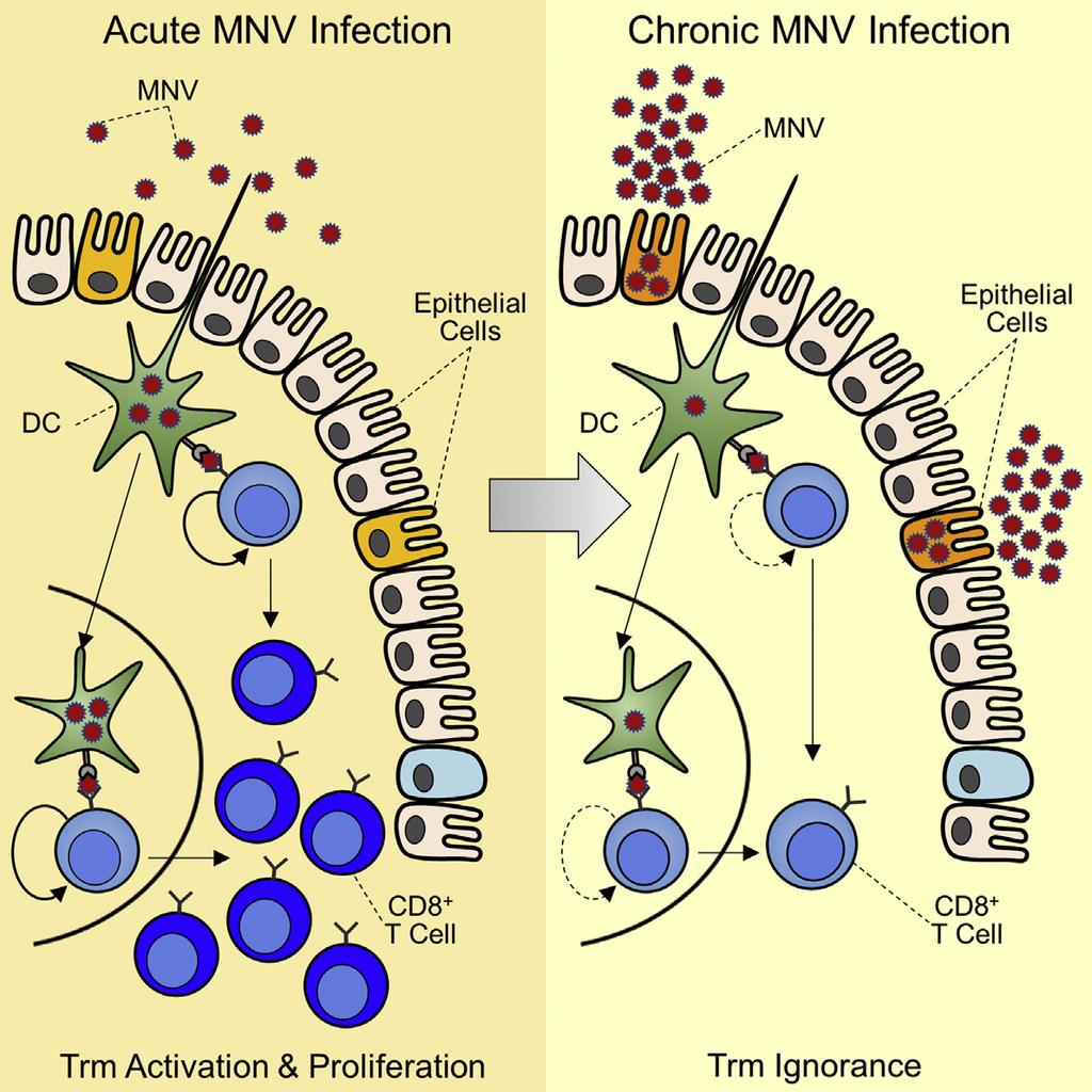 Article Differentiation and Protective Capacity of Virus- Specific CD8 + T Cells Suggest Murine Norovirus Persistence in an Immune-Privileged Enteric Niche Graphical Abstract Authors Vesselin T.