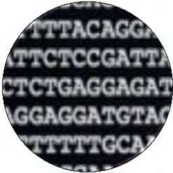 Genome sequence published by Baylor College