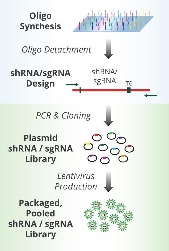 Library Production and Screening Workflow For sgrna screens, cells must express Cas9.