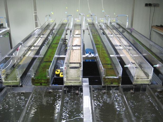 MATERIAL AND METHODS Fluvial mesocosm Experimental Treatments: 1. Control (C) 2.