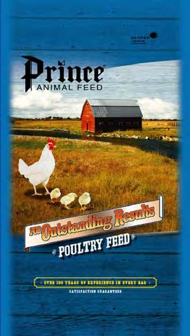 Prince Feeds have a great reputation for both growing and laying birds. Prince offers specialized feed for growing layers, broilers, turkeys and game birds.