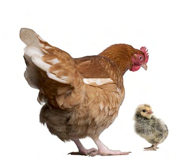 AG 2018-19 POULTRY VENDOR FEEDS PRINCE COMPLETE FEEDS LAYER PRODUCTS Egg production requires quality micronutrients such as vitamins and trace minerals in addition to protein, energy, calcium and
