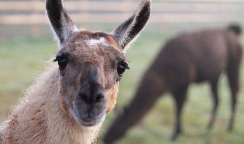 AG 2018-19 Llama Feeds FEEDING LLAMAS Prince Corporation has been manufacturing llama feed for many years.