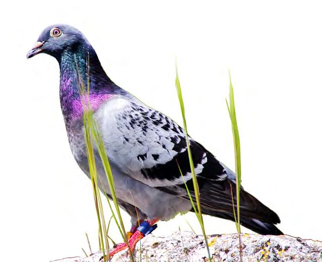 racing pigeon. PREMIUM PIGEON 16 Is designed to meet the needs of a wide variety of pigeons from breeder/layers, to growers to those looking for physical strength and speed.
