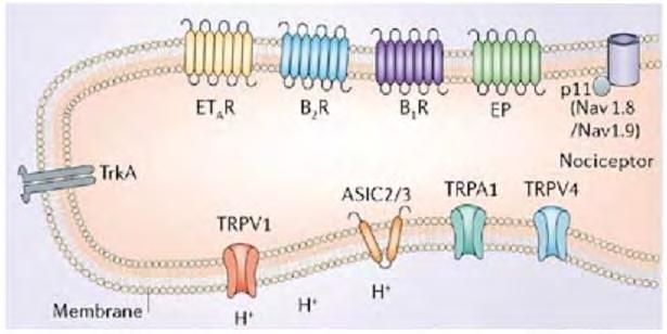 Sensory receptors Transduce painful stimuli into action potentials which is