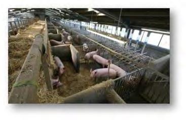 Hunger in sows Rick D Eath Ration feeding of dry