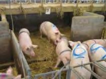 mixed sows have: greater pain and stress responses altered growth after weaning Mixed