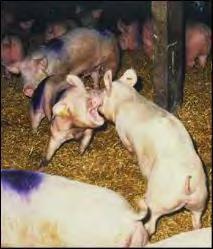 Breeding to reduce pig aggression Simon Turner Routine mixing results in