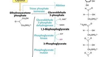 Biosynthesis of Carbohydrates Synthesis of glucose (gluconeogenesis) Glycogen Formation of pentoses and NADPH Photosynthesis We must be able to make glucose Compulsory need for glucose (above