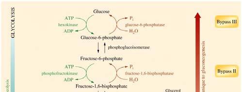 Three steps must be different in glycolysis and gluconeogenesis for thermodynamic