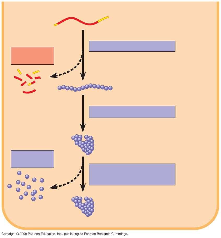 Fig. 18-6b CYTOPLASM 細胞質內 Stages in gene expression that can be regulated in eukaryotic cells Degradation of mrna Degradation of