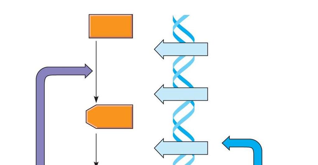 Fig. 18-2 Feedback inhibition Precursor Enzyme 1 trpe gene Regulation of a metabolic pathway Enzyme 2 trpd gene trpc gene Regulation of gene