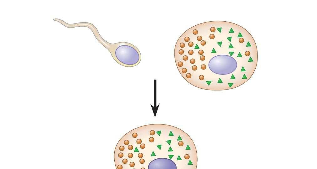 Fig. 18-15a Sperm Zygote Two-celled embryo Fertilization