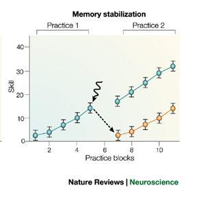 amygdala (BLA) No effect on short-term-memory No
