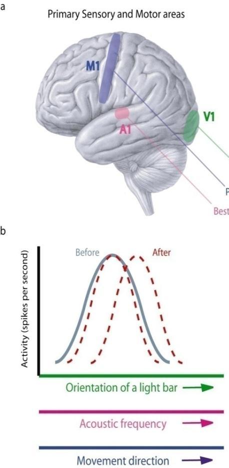 Stimulus generalization Stimulus generalization on a physical dimension Neurons in many brain areas have tuning curves to a physical