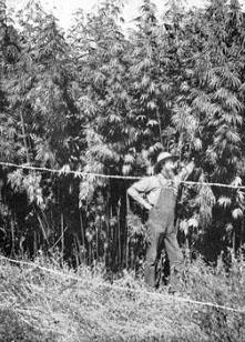 Dynamic History of Cannabis in US Widespread Medical & Industrial use of