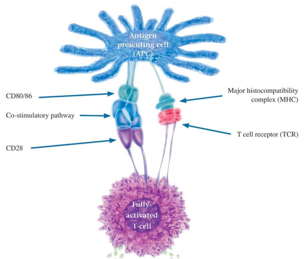 The antigen-presenting cell (that is, macrophages or B cells) must