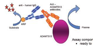 Chromogenic Autoantibody ELISA Two types of anti-adamts-13 antibodies have been described: one inhibiting (neutralizing) ADAMTS-13 proteolytic activity and the other (less frequent) binding to the