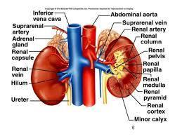 The outer layer of the kidney is covered by three layers of supportive tissue namely, 1) Renal fascia 2) Perirenal fat capsule and 3) Fibrous capsule The longitudinal section of kidney shows, an