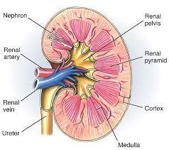 Bertini and hilium: - Bertini is a part of cortex in the kidney - It is also called renal column or column of Bertini The center of the inner concave surface of the kidney has a notch called the