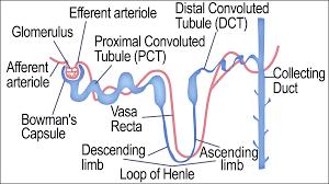 Henle`s loop: -The `U` Shaped portion is called a loop of Henle's or Henle's loop. -The Henle's loop contains 3 regions. They are 1. Ascending Limb 2. Thin segment and 3.