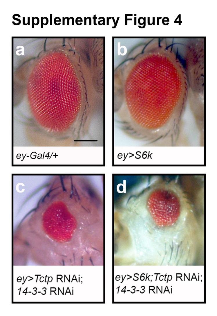 Supplementary Figure 4. Overexpression of S6k cannot rescue the phenotype of double knockdown of Tctp and 14-3-3. a, Fly with one copy of ey-gal4 has normal eye.
