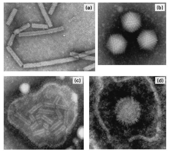 Electron Microscopy 106 virus particles per ml required for visualization, 50,000-60,000 magnification normally used.