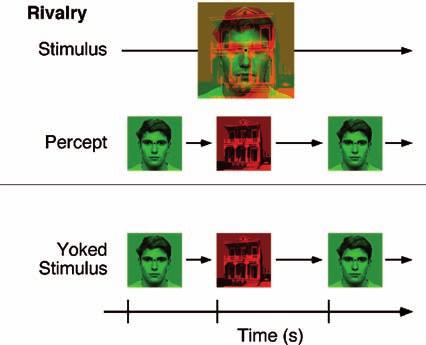 184 6. VISION Rivalry Stimulus alternation Stimulus alternation (a) (b) FIGURE 6.26 The stimuli and data from Tong et al. (1998). (a) Top panel shows the binocular rivalry condition.