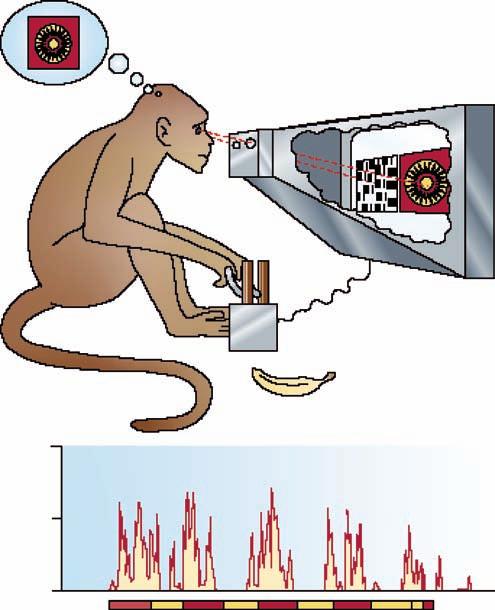 5.0 LINKING BRAIN ACTIVITY AND VISUAL EXPERIENCE 185 Spikes s 1 40 20 0 FIGURE 6.27 Monkeys and binocular rivalry.